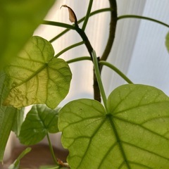 ウンベラータ挿し木O  お皿はつきませんの画像