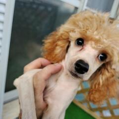 トイプードル2歳　アプリコットの男の子