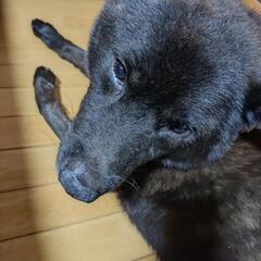 甲斐犬黒虎　中型犬　