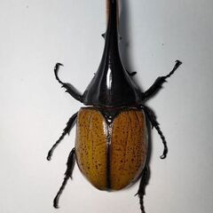 DHモリシマイ新成虫ペア　ヘラクレスオオカブト亜種　♂116mm♀63mmペアの画像