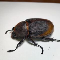DHモリシマイ新成虫ペア　ヘラクレスオオカブト亜種　♂116mm♀63mmペアの画像