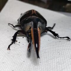 DHモリシマイ新成虫ペア　ヘラクレスオオカブト亜種　♂116mm♀63mmペアの画像