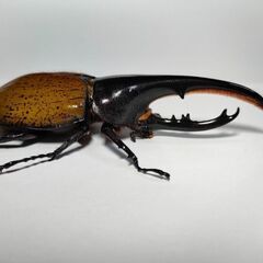 DHモリシマイ新成虫ペア　ヘラクレスオオカブト亜種　♂116mm♀63mmペアの画像