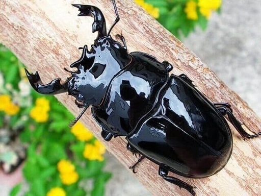 説明必読‼️タランドゥスオオツヤクワガタの成虫