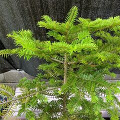 もみの木鉢植えの画像