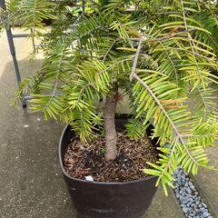もみの木鉢植えの画像