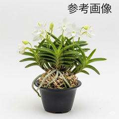 風蘭　フウラン　立太鵬　富貴蘭の画像