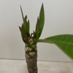 プルメリア 発根済み 花色ピンクの画像