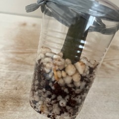 プルメリア 発根済み 花色ピンクの画像