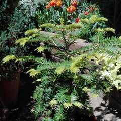 もみの木鉢植えの画像