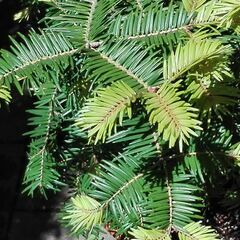 もみの木鉢植えの画像