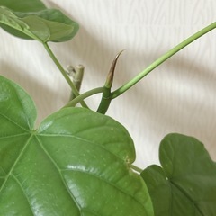 ウンベラータ　白い陶器の鉢入り　観葉植物の画像