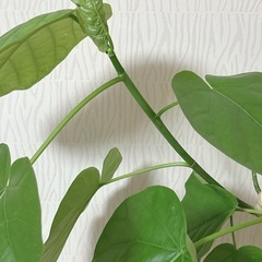 ウンベラータ　白い陶器の鉢入り　観葉植物の画像
