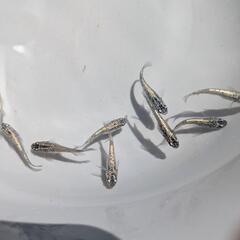 ネプチューンメダカ(めだか10匹)の画像