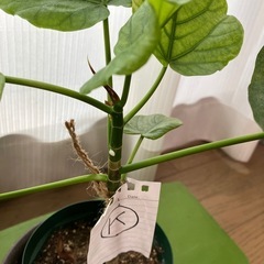 交渉成立です ウンベラータ挿し木K  お皿はつきませんの画像