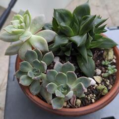 多肉植物の画像