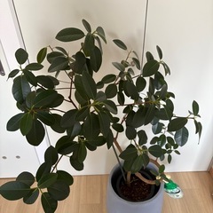 観葉植物の画像