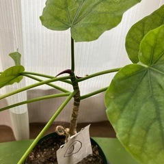 ウンベラータ挿し木J  お皿はつきませんの画像