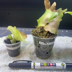 ビカクシダの画像