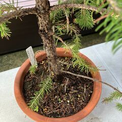 コニファー・チュウゴクハリモミ（ドラゴンスプルース）鉢植えの画像
