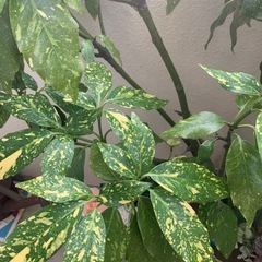 アオキと造花の画像