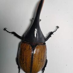 DHモリシマイ新成虫ペア　ヘラクレスオオカブト亜種　♂103mm♀60UPペアの画像