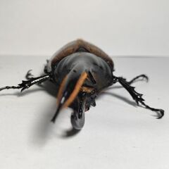 DHモリシマイ新成虫ペア　ヘラクレスオオカブト亜種　♂103mm♀60UPペアの画像