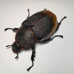 DHモリシマイ新成虫ペア　ヘラクレスオオカブト亜種　♂103mm♀60UPペアの画像