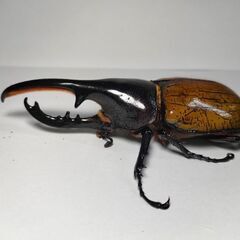 DHモリシマイ新成虫ペア　ヘラクレスオオカブト亜種　♂103mm♀60UPペアの画像
