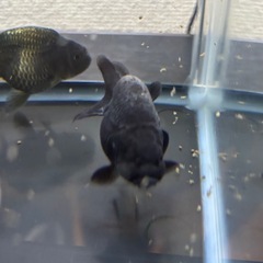 元気な黒らんちゅう2匹セットの画像