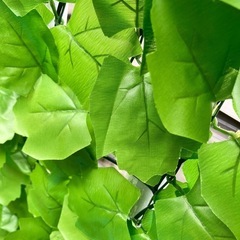 グリーン　目隠しの画像