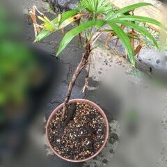 シュロチク(棕櫚竹)？観葉植物 ￥1,500の画像