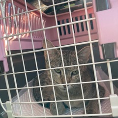 麦わら猫♀２才😽人懐こい小ぶりな女の子