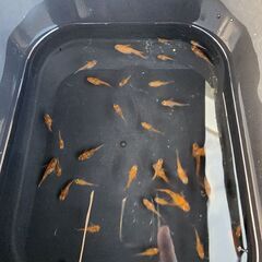 メダカ【烏城三色ダルマ】選外の画像