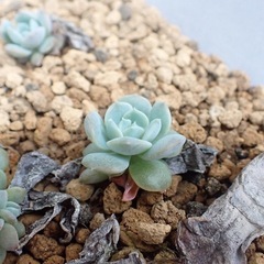 多肉植物　エケベリア　葉挿しの画像