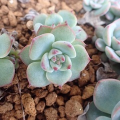 多肉植物　エケベリア　葉挿しの画像