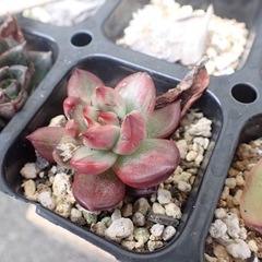 多肉植物　エケベリア　葉挿しの画像