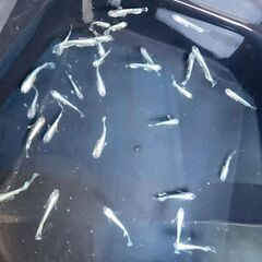 メダカ【エメキン】取引決定の画像