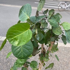 ポリシャス　8寸の画像