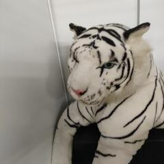 ホワイトタイガーのぬいぐるみ　大きいサイズ　虎　置き物の画像