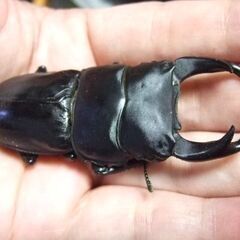 佐賀県産オオクワガタ ♂76.5ミリ ♀49.2ミリ ペアの画像