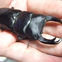 佐賀県産オオクワガタ ♂76.5ミリ ♀49.2ミリ ペアの画像