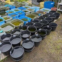 めだかバケツセールのお知らせ - ペット