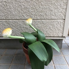 マユハケオモト(眉刷毛万年青)の画像