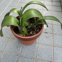 マユハケオモト(眉刷毛万年青)の画像