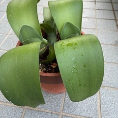 マユハケオモト(眉刷毛万年青)の画像