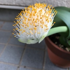 マユハケオモト(眉刷毛万年青)の画像