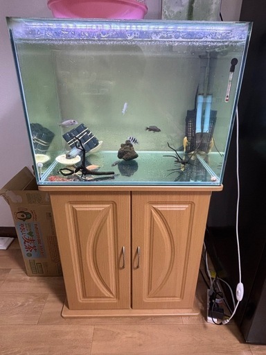 60❌45❌45  水槽　ヒーター外部フィルター生体セット