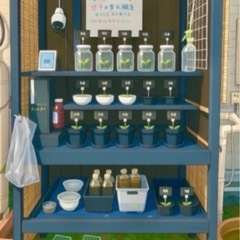 めだか無人販売　8月23日　24日
