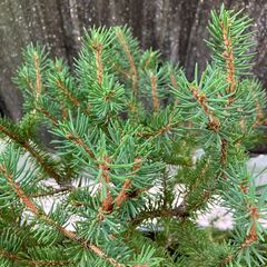 コニファー・ウィルソントウヒ鉢植えの画像